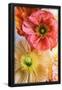 Essential Black
