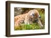 Caring Lynx Mother and Her Cute Young Cub in the Grass-kjekol-Framed Photographic Print