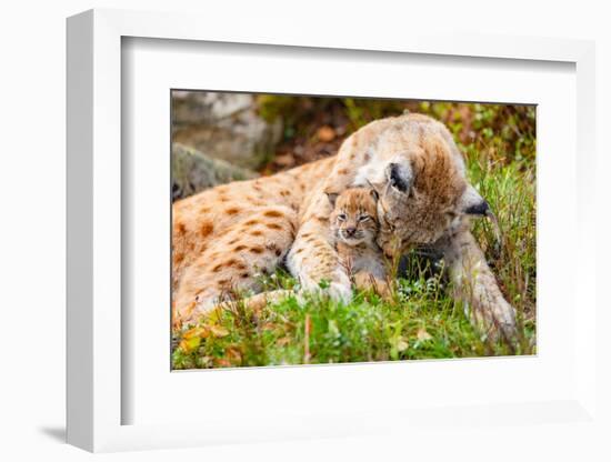 Caring Lynx Mother and Her Cute Young Cub in the Grass-kjekol-Framed Photographic Print