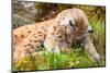 Caring Lynx Mother and Her Cute Young Cub in the Grass-kjekol-Mounted Photographic Print