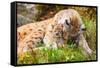 Caring Lynx Mother and Her Cute Young Cub in the Grass-kjekol-Framed Stretched Canvas