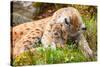 Caring Lynx Mother and Her Cute Young Cub in the Grass-kjekol-Stretched Canvas