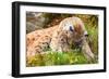 Caring Lynx Mother and Her Cute Young Cub in the Grass-kjekol-Framed Photographic Print