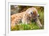 Caring Lynx Mother and Her Cute Young Cub in the Grass-kjekol-Framed Photographic Print