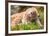 Caring Lynx Mother and Her Cute Young Cub in the Grass-kjekol-Framed Photographic Print