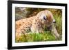 Caring Lynx Mother and Her Cute Young Cub in the Grass-kjekol-Framed Photographic Print