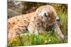 Caring Lynx Mother and Her Cute Young Cub in the Grass-kjekol-Mounted Photographic Print