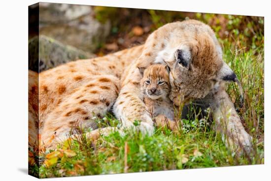 Caring Lynx Mother and Her Cute Young Cub in the Grass-kjekol-Stretched Canvas