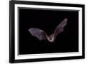 Gramercy Black