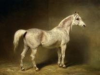 Abdul Medschid' the Chestnut Arab Horse, 1855-Carl Constantin Steffeck-Mounted Giclee Print