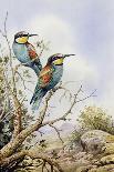 Fieldfare and Blue Tit-Carl Donner-Giclee Print