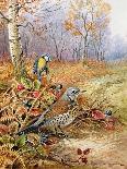 Fieldfare and Blue Tit-Carl Donner-Giclee Print