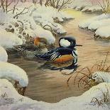 Hooded Mergansers on a Pool-Carl Donner-Giclee Print