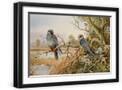 Black Frame