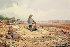 Grey Partridge-Carl Donner-Giclee Print