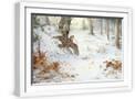 White Frame
