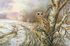Tawny Owl-Carl Donner-Giclee Print