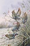 Winter Bird Table with Blue Tits, Great Tits, House Sparrows and a Robin-Carl Donner-Giclee Print