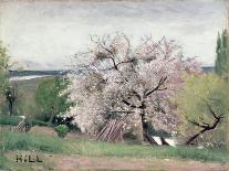 Apple Tree in Blossom-Carl Fredrik Hill-Stretched Canvas