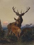 A Stag with Deer in a Wooded Landscape at Sunset-Carl Friedrich Deiker-Giclee Print
