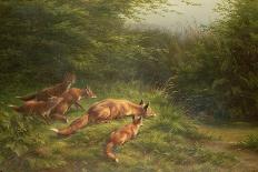 Foxes at Play-Carl Friedrich Deiker-Stretched Canvas