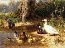 Mallard Ducks with their Ducklings-Carl Jutz-Giclee Print