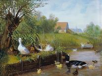 Ducks on the River Bank-Carl Jutz-Giclee Print