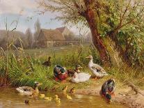 Ducks on the River Bank-Carl Jutz-Stretched Canvas