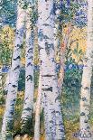 Birch Trees, 1910-Carl Larsson-Giclee Print