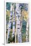Gramercy White