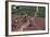 Carl Lewis Crosses the Finishing Line at the Los Angeles Olympics-null-Framed Photographic Print