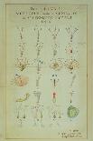 Illustration of the Linnean Plant Sexual System (Coloured Engraving)-Carl Linnaeus-Giclee Print