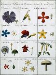 Second Table of the Linnean Plant Sexual System-Carl Linnaeus-Framed Giclee Print