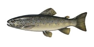 Illustration, Brook-Trout, Salmo Trutta Forma Fario, Not Freely for Book-Industry, Series-Carl-Werner Schmidt-Luchs-Photographic Print