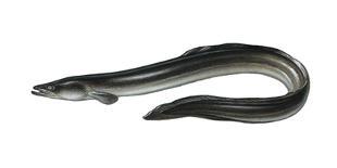 Beach, Sea-Eel, Conger Conger, Fish, Eel-Carl-Werner Schmidt-Luchs-Photographic Print