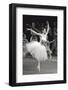 Carla Fracci in Excelsior-null-Framed Photographic Print