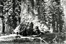Route creusée dans le tronc d'un séquoia géant,forêt de Mariposa,Californie (Wawona,28 feet-Carleton Emmons Watkins-Giclee Print