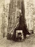 Route creusée dans le tronc d'un sequoia géant , Forêt de Mariposa, Californie-Carleton Emmons Watkins-Giclee Print