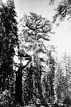 Route creusée dans le tronc d'un séquoia géant,forêt de Mariposa,Californie (Wawona,28 feet-Carleton Emmons Watkins-Giclee Print