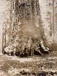 Taysayac, Half Dome, 4967 Ft, Yosemite, 1861 (Mammoth Plate Albumen Print)-Carleton Emmons Watkins-Giclee Print