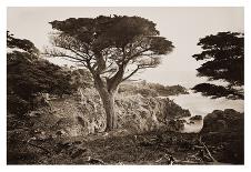 Cypress Point, Monterey, California, about 1880s-Carleton Watkins-Art Print