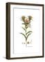 Carlina lanata, Flora Graeca-Ferdinand Bauer-Framed Giclee Print