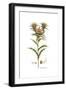 Carlina lanata, Flora Graeca-Ferdinand Bauer-Framed Giclee Print