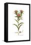 Carlina lanata, Flora Graeca-Ferdinand Bauer-Framed Stretched Canvas