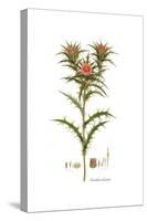 Carlina lanata, Flora Graeca-Ferdinand Bauer-Stretched Canvas