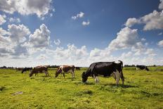 Cows Grazing in the Dutch Countryside Near the Town of Holysloot North of Amsterdam, Netherlands-Carlo Acenas-Photographic Print