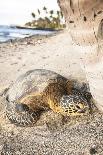 Hawaiian Sea Turtle Sun Drying under a Tree at the Beach at Mauna Lani Resort Near Kona Hawaii-Carlo Acenas-Photographic Print