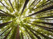 Redwood Trees in Mt. Tamalpais State Park, Adjacent to Muir Woods National Monument in California-Carlo Acenas-Photographic Print