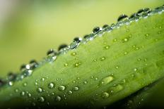 Macro Green Leaf with Water Drops-Carlo Amodeo-Framed Stretched Canvas