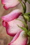 Three White and Pink Rose with Water Drops on Wood-Carlo Amodeo-Framed Stretched Canvas